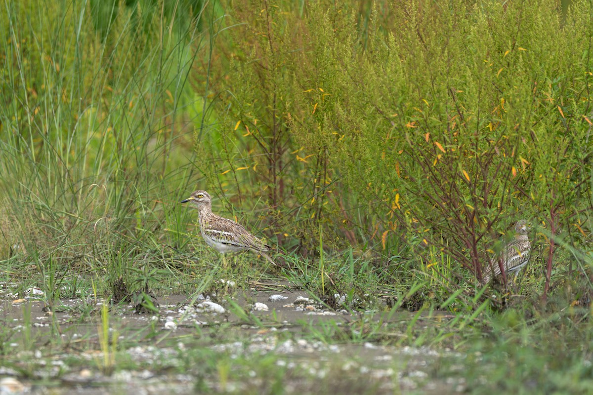 Indian Thick-knee - ML638935959