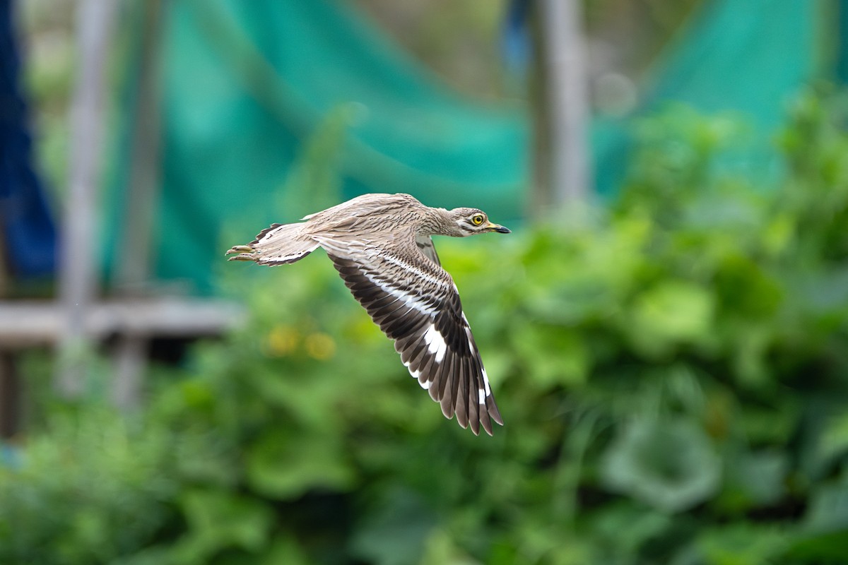 Indian Thick-knee - ML638936005