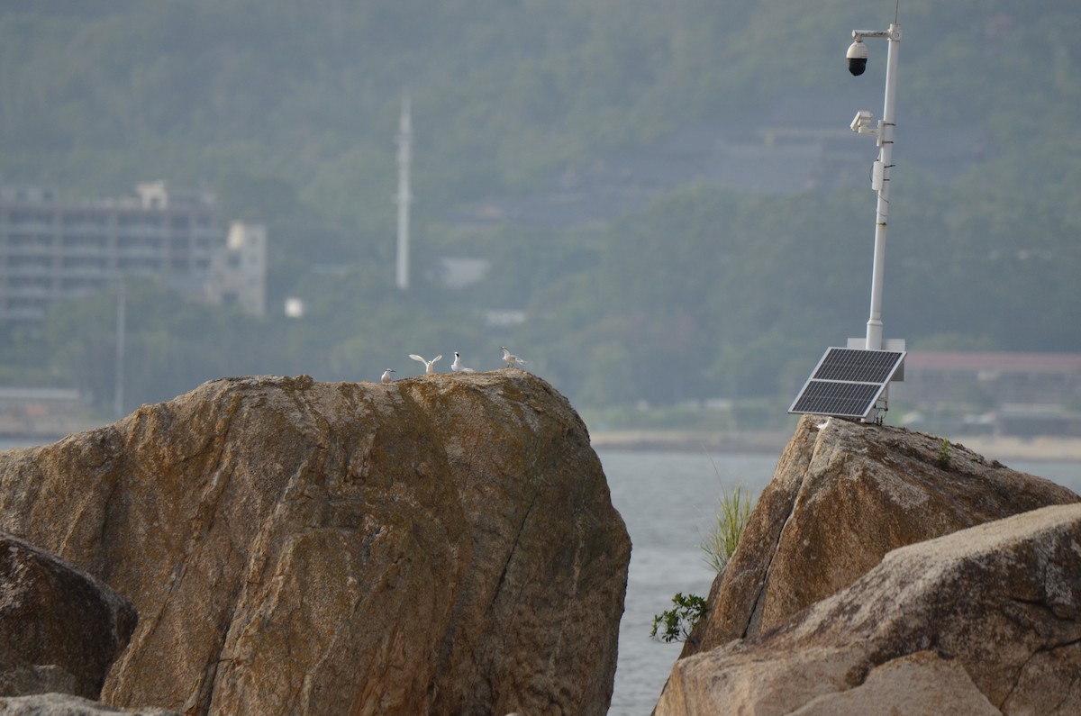 Black-naped Tern - ML638936035