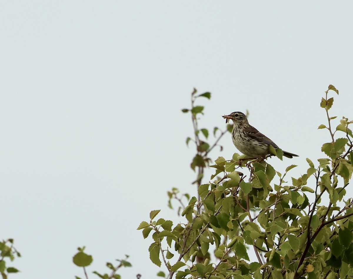 Meadow Pipit - ML638936036