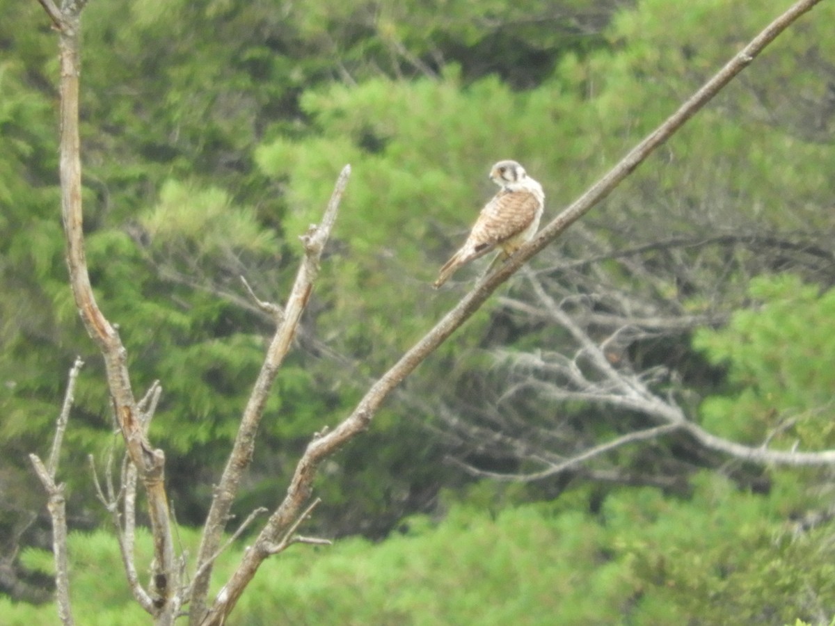 American Kestrel - ML638936037