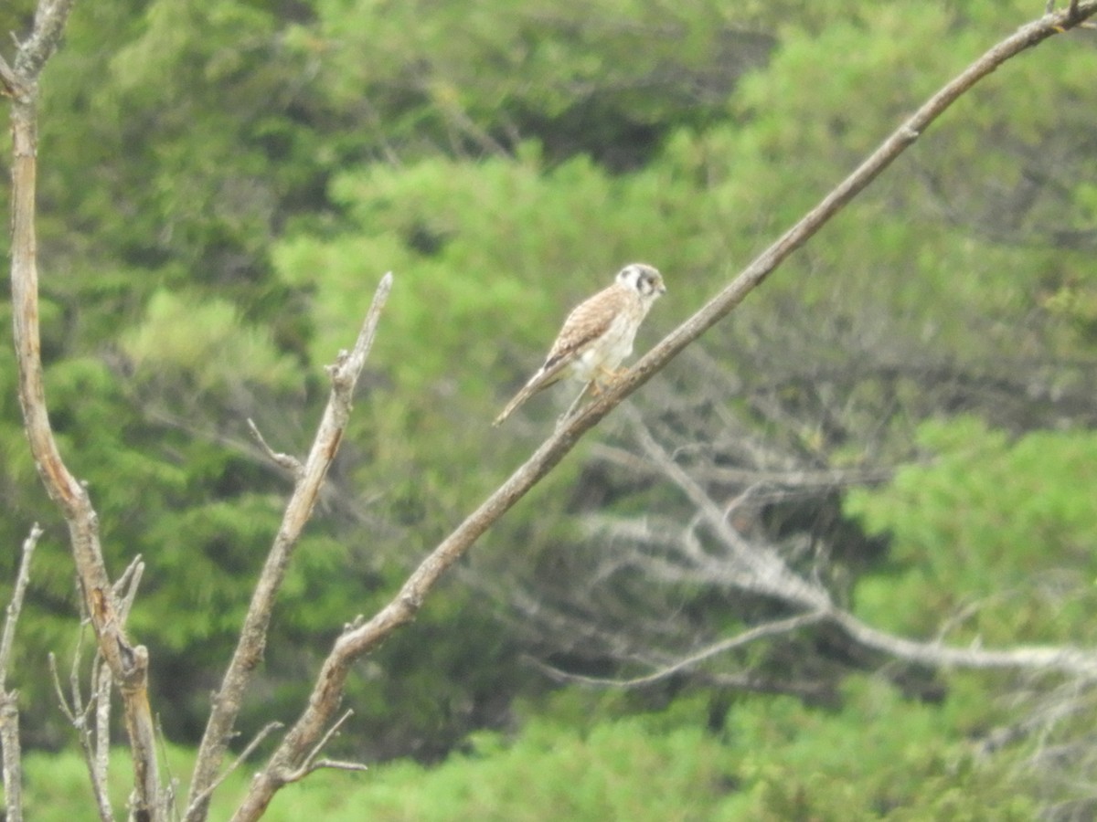 American Kestrel - ML638936038