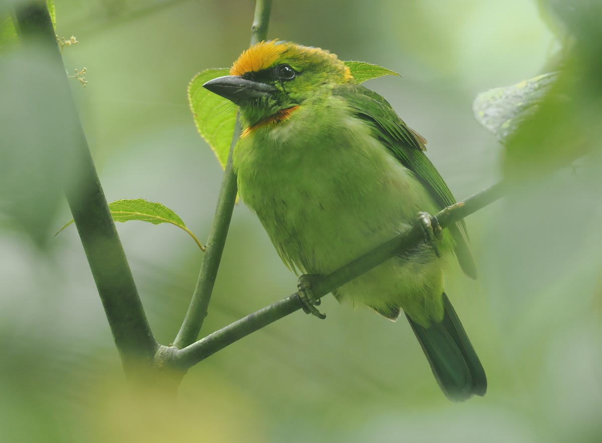barbet plamenočelý - ML638936049