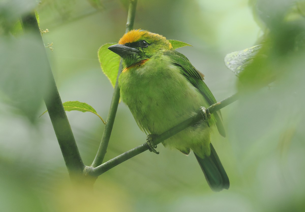 barbet plamenočelý - ML638936054