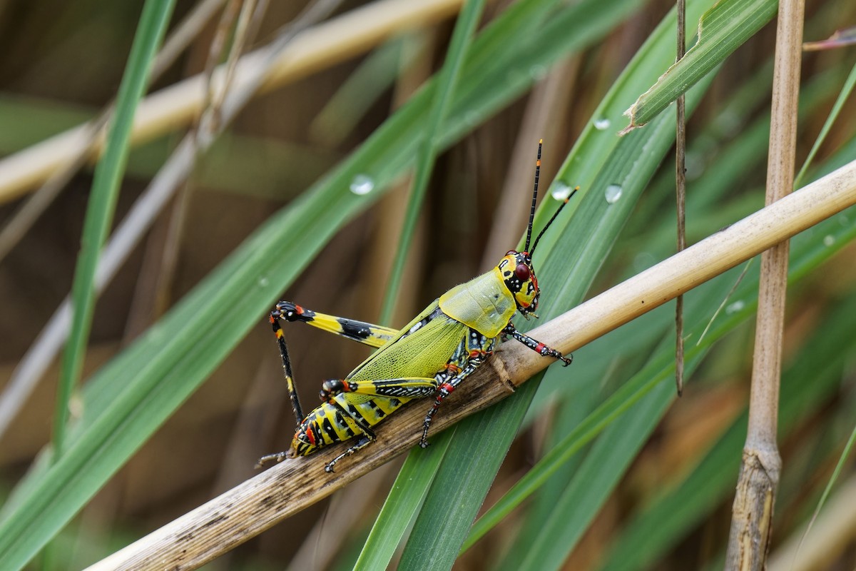 Insects - ML638936062