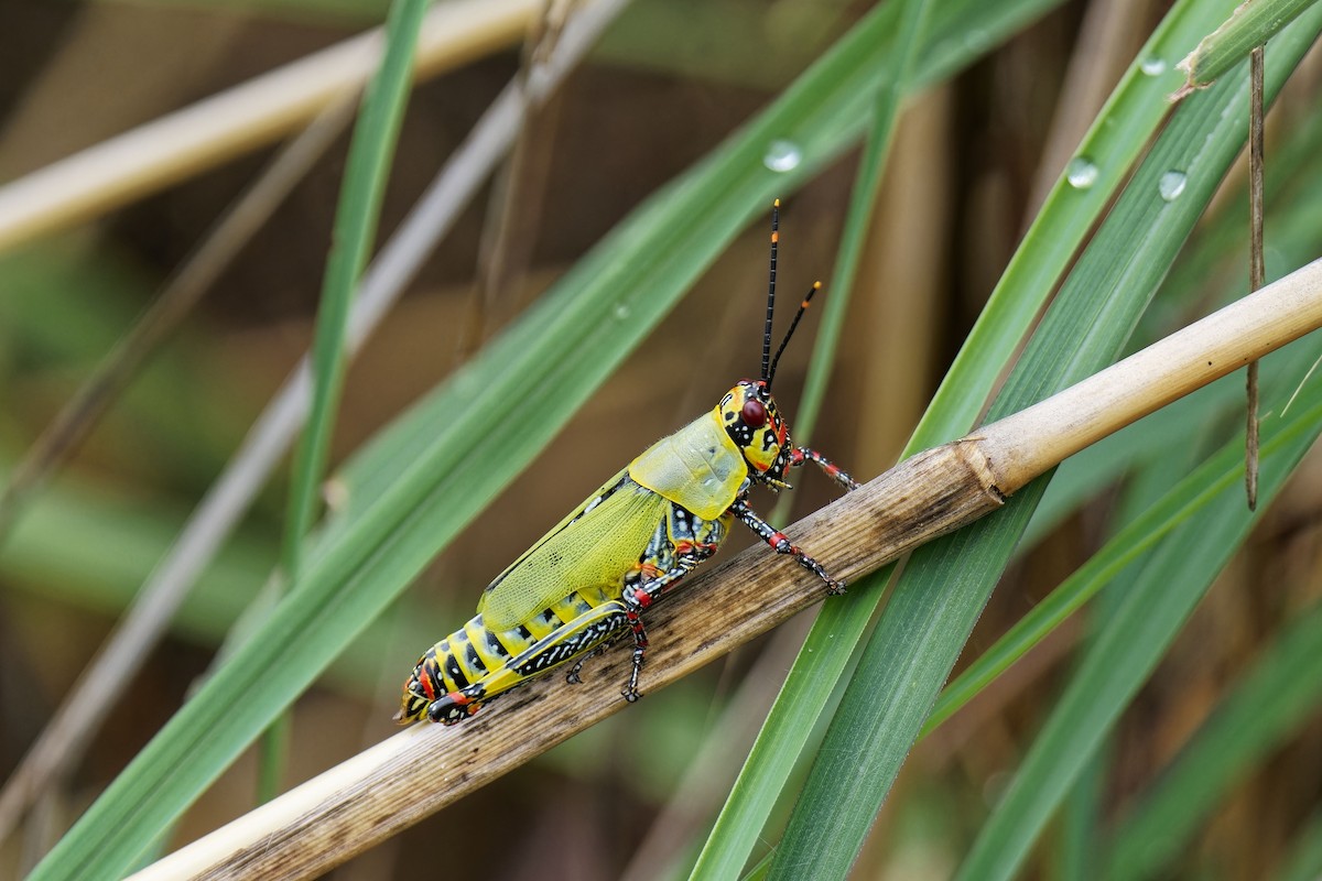 Insects - ML638936063