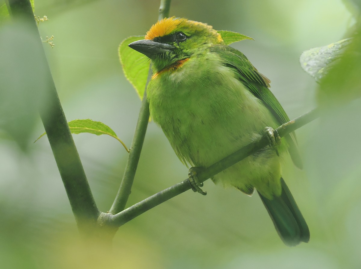 barbet plamenočelý - ML638936064