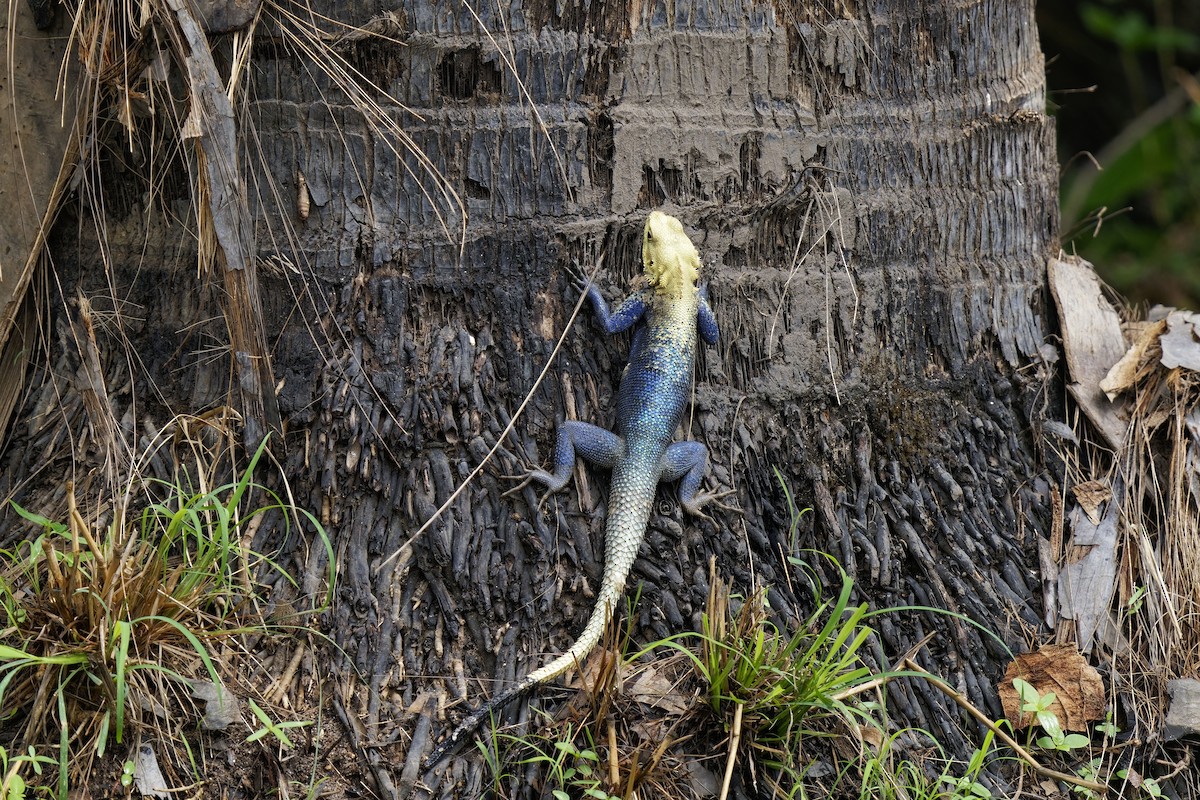 Rainbow Agama - ML638936066