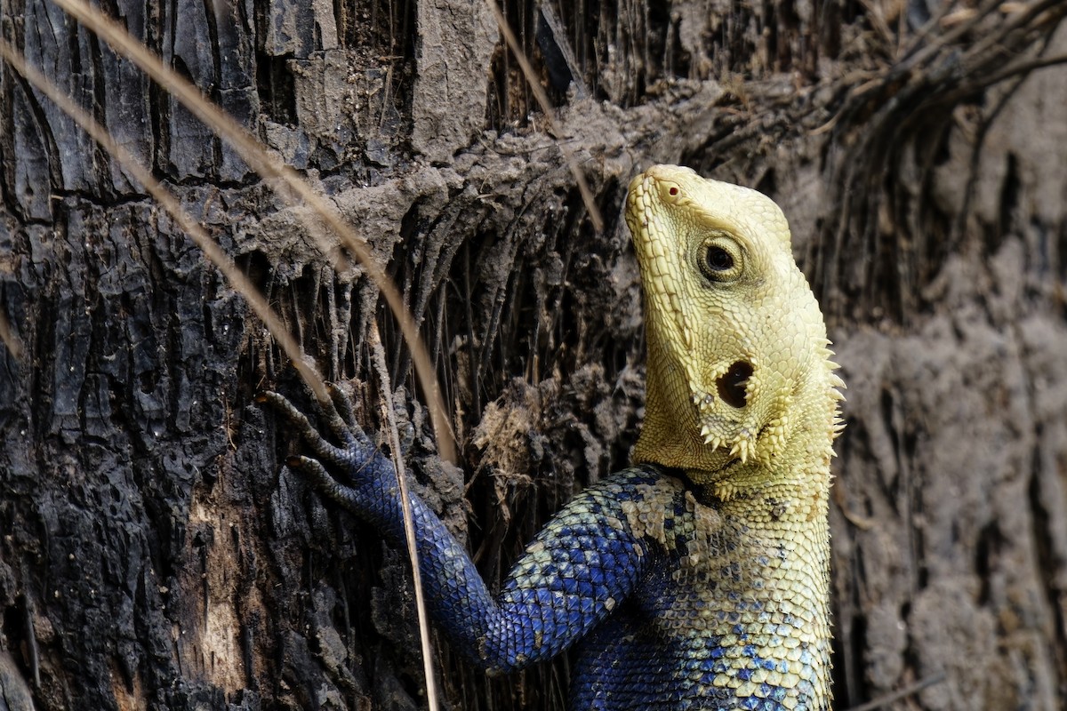 Rainbow Agama - ML638936067