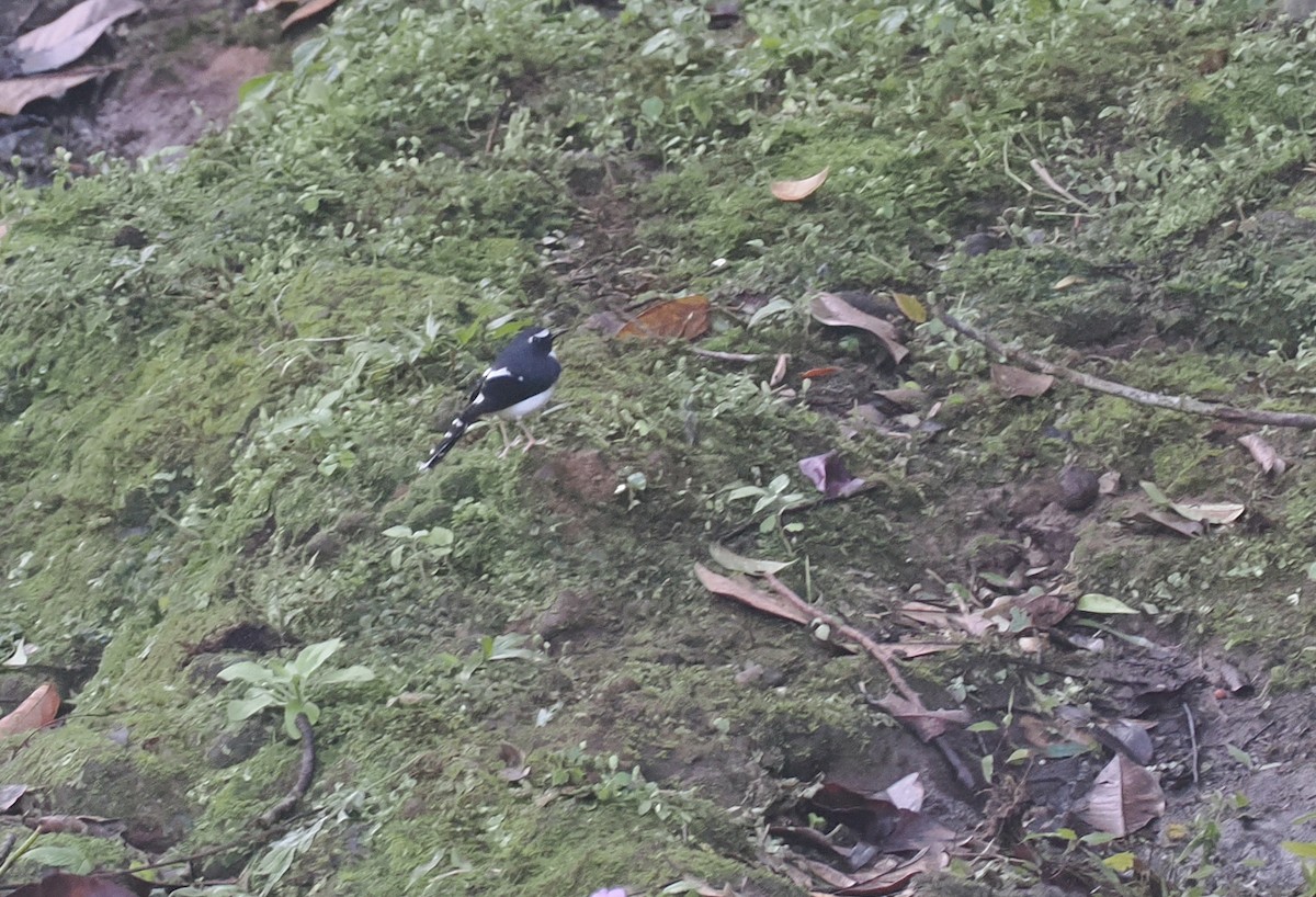 Sunda Forktail - ML638936076