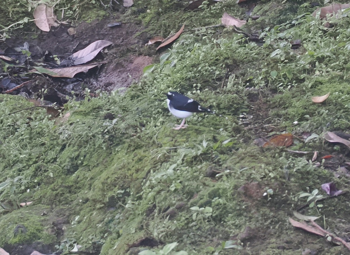 Sunda Forktail - ML638936077