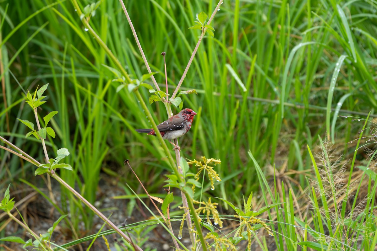 Bengali rouge - ML638936079