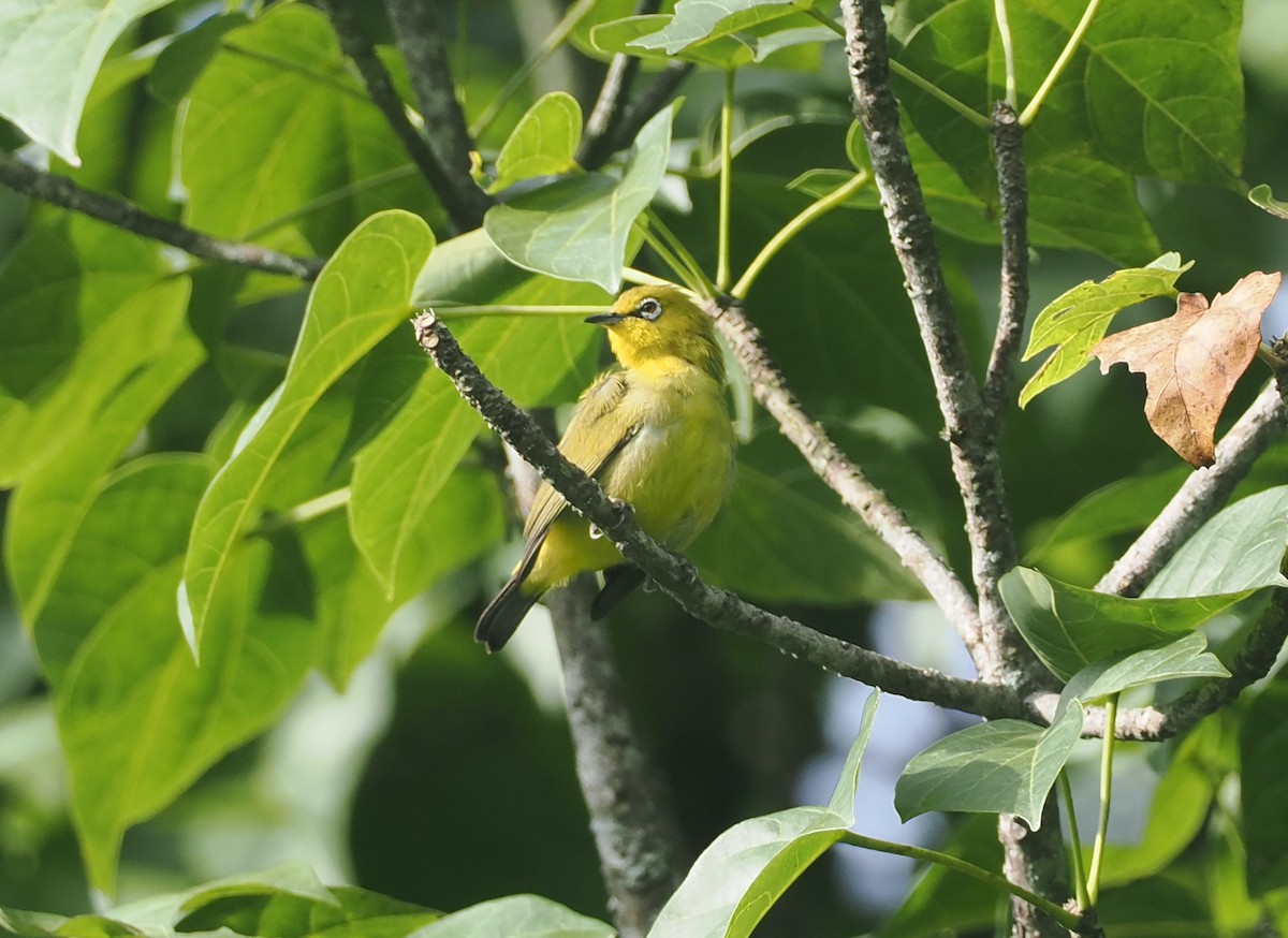 Sangkar White-eye - ML638936085