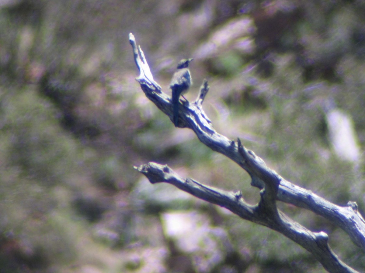 Bridled Titmouse - ML638936086