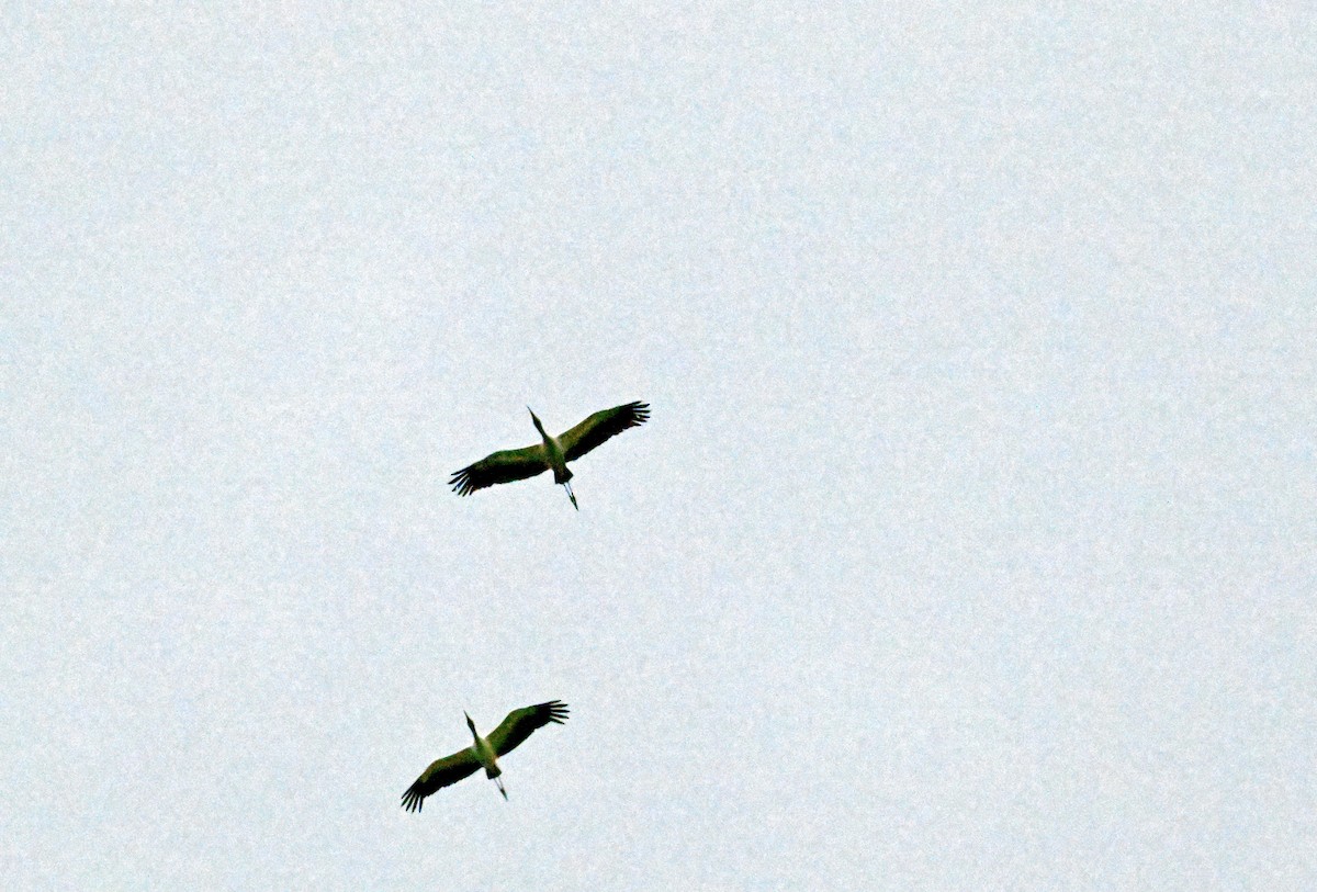Wood Stork - ML638936087