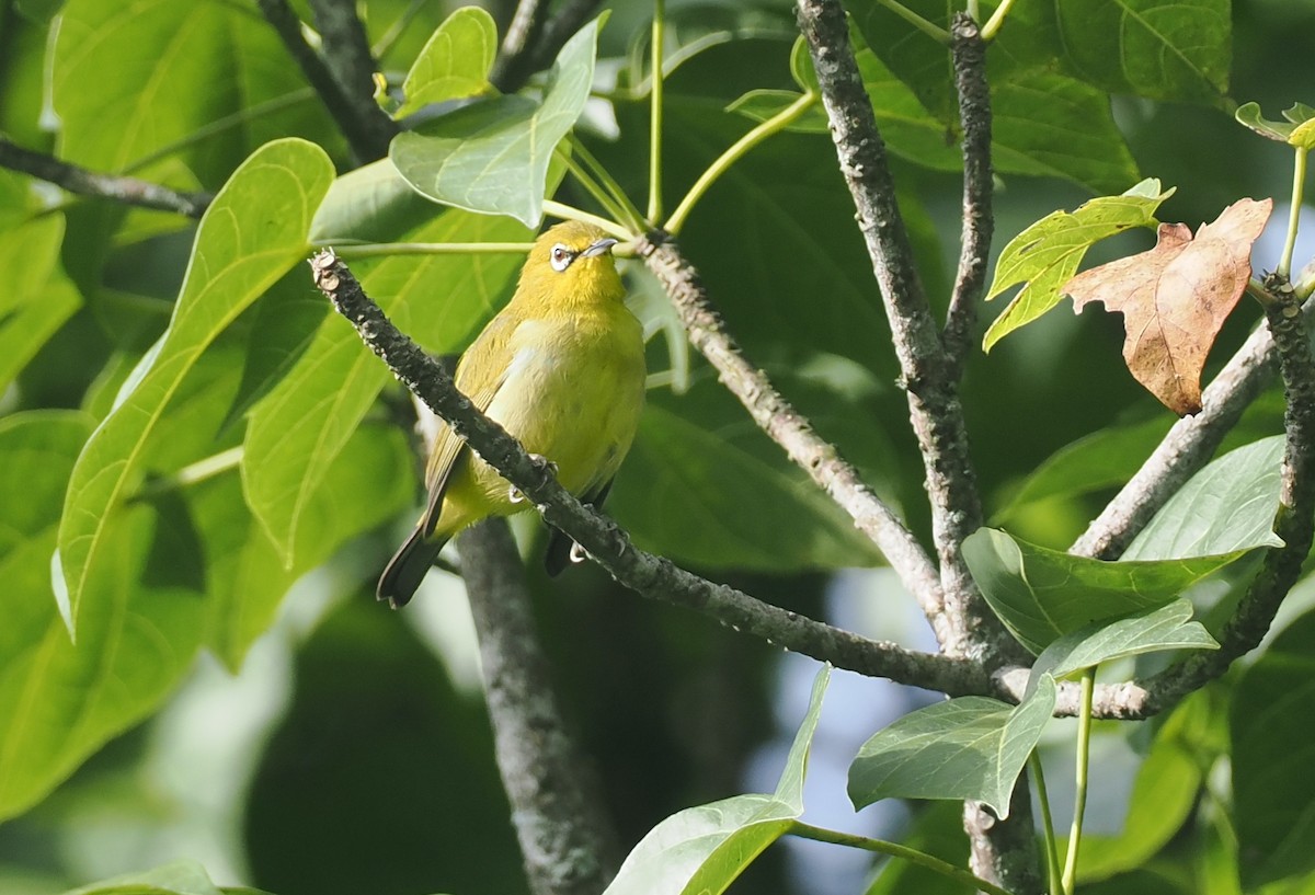 Sangkar White-eye - ML638936091