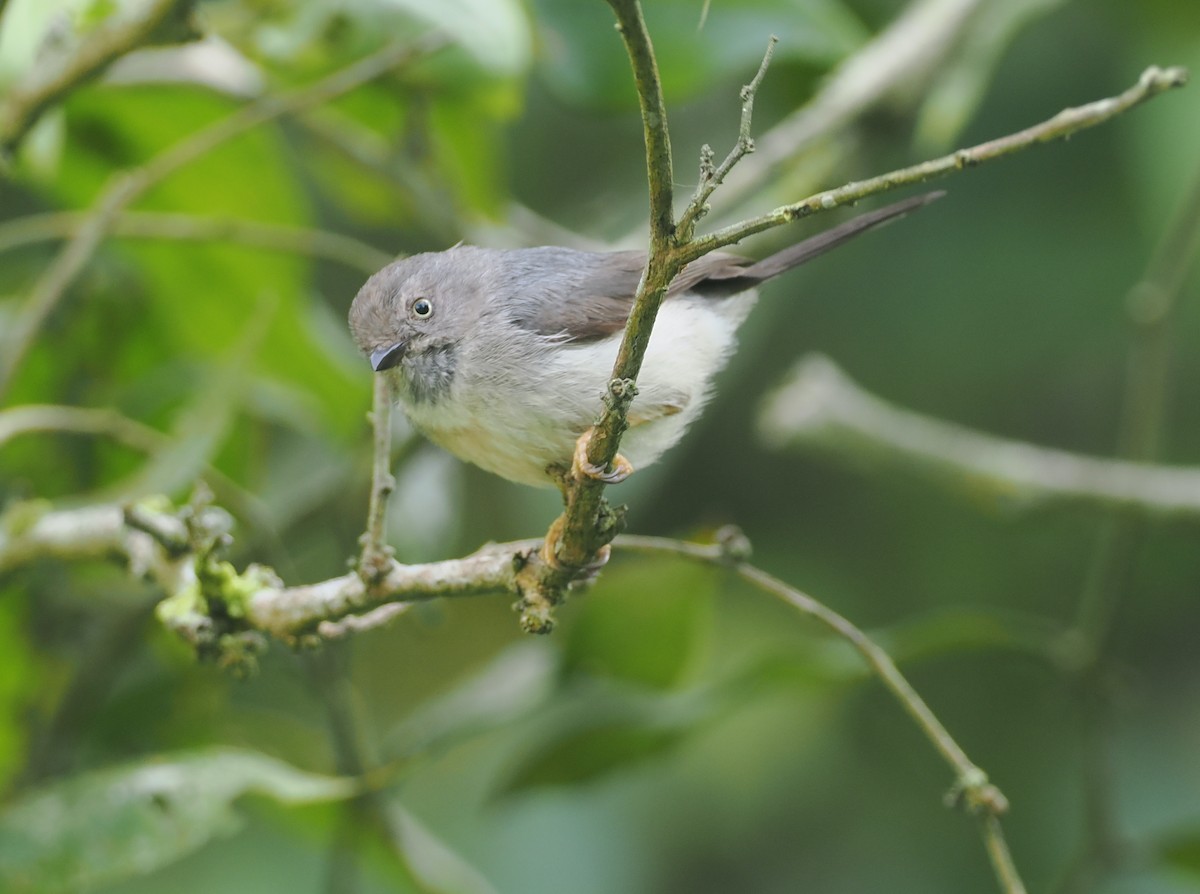 Pygmy Tit - ML638936104
