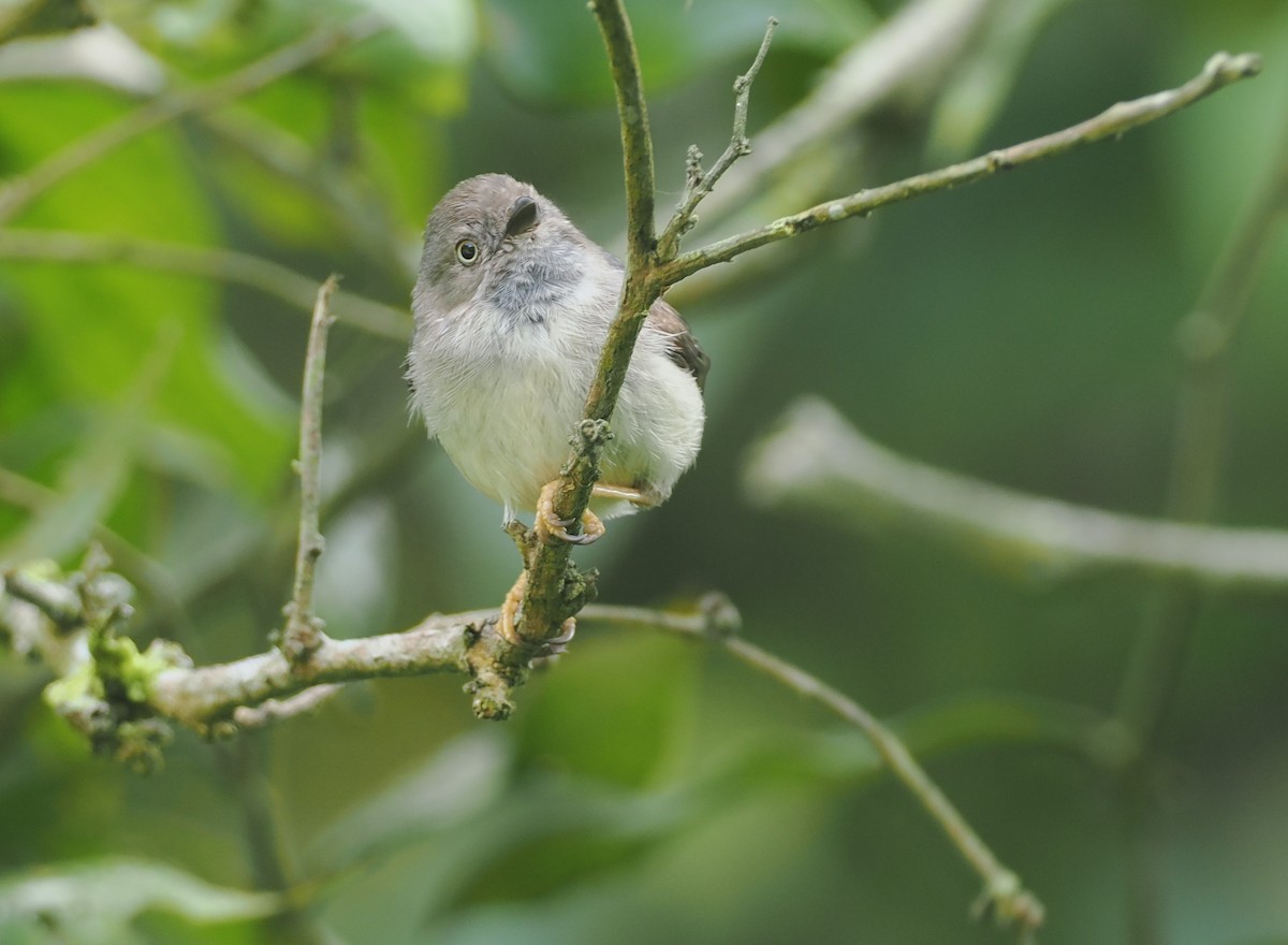 Pygmy Tit - ML638936105
