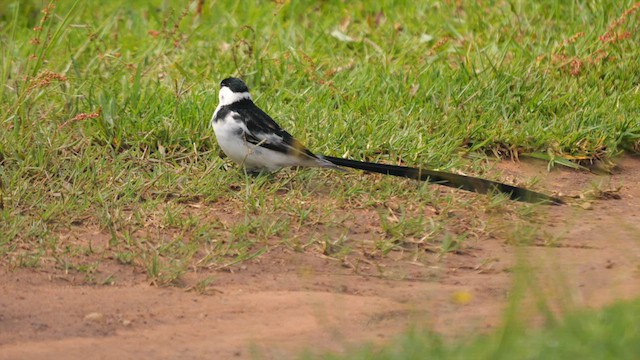 Pin-tailed Whydah - ML638936107