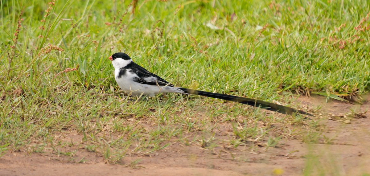 Pin-tailed Whydah - ML638936109