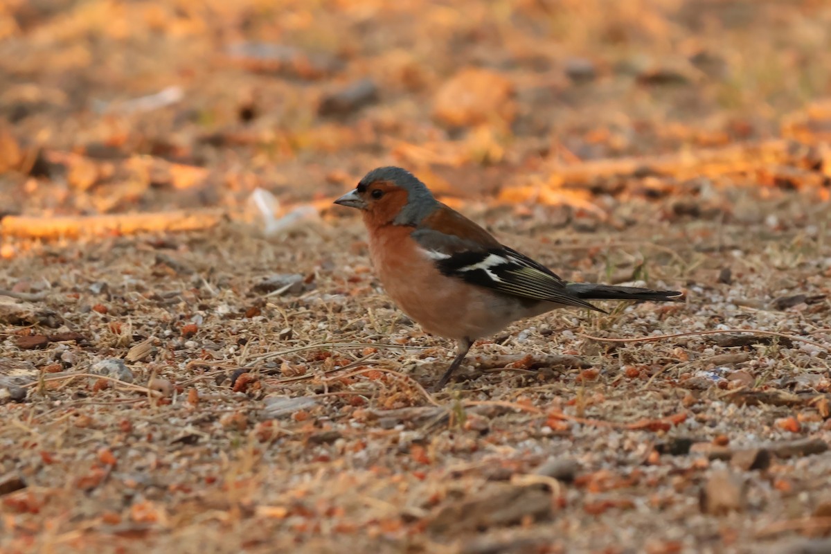 Common Chaffinch - ML638936116