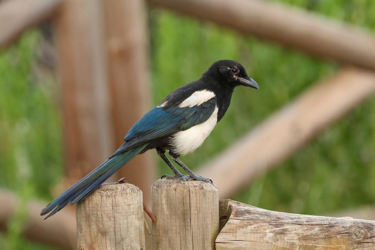 Eurasian Magpie - ML638936118