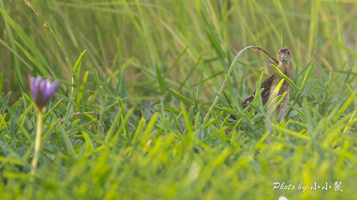 Striped Crake - ML638936153
