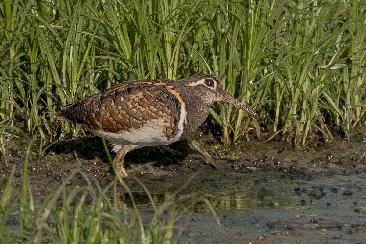 Greater Painted-Snipe - ML638936159