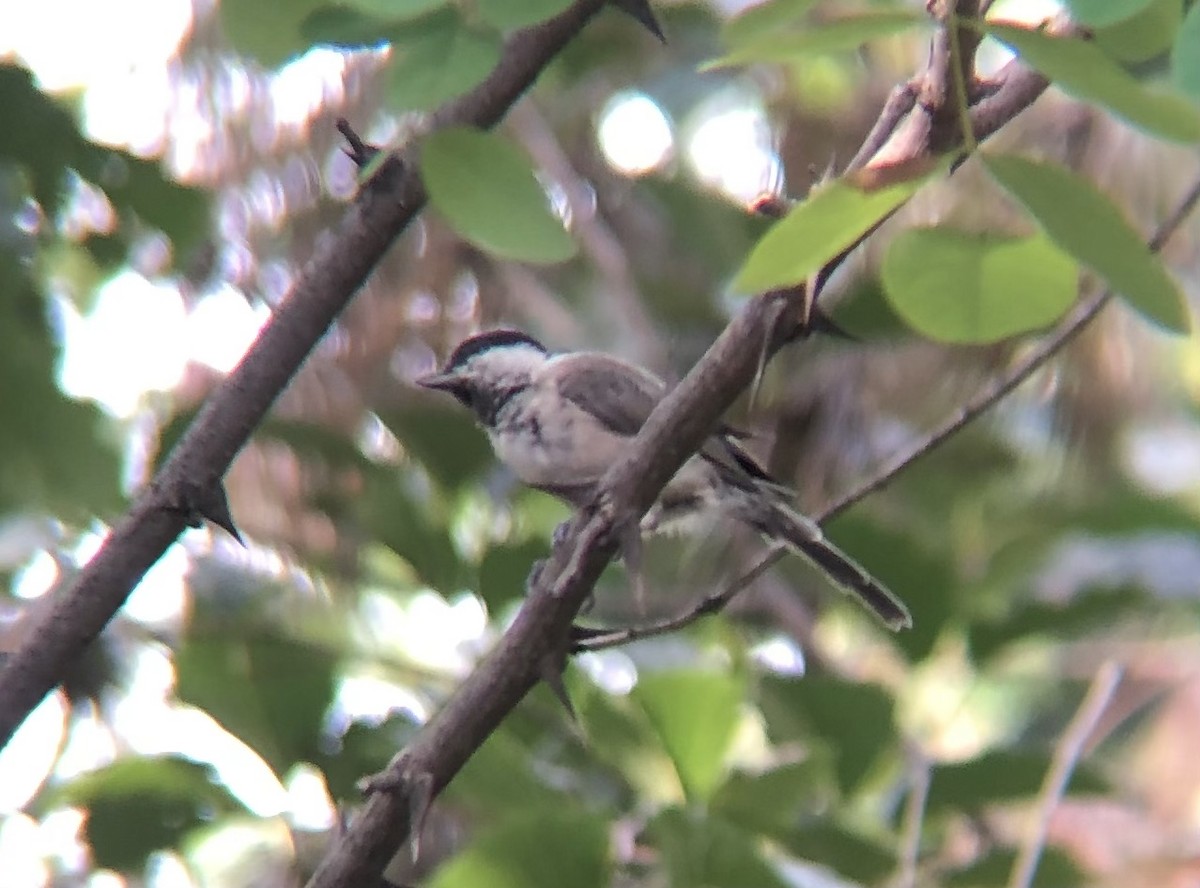 Marsh Tit - ML638936172