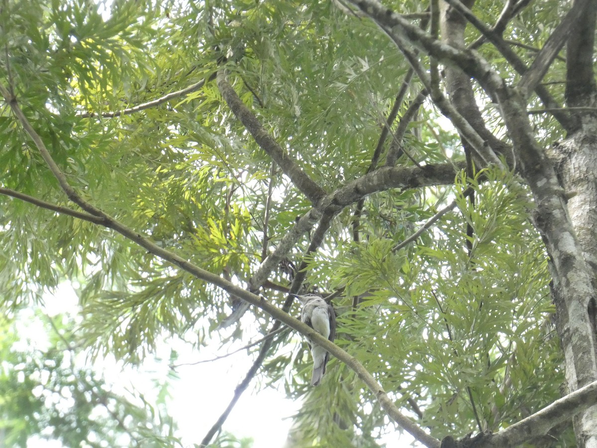 Malabar Woodshrike - ML638936175