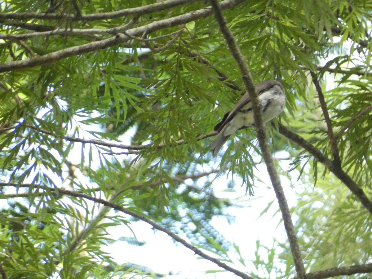 Malabar Woodshrike - ML638936178