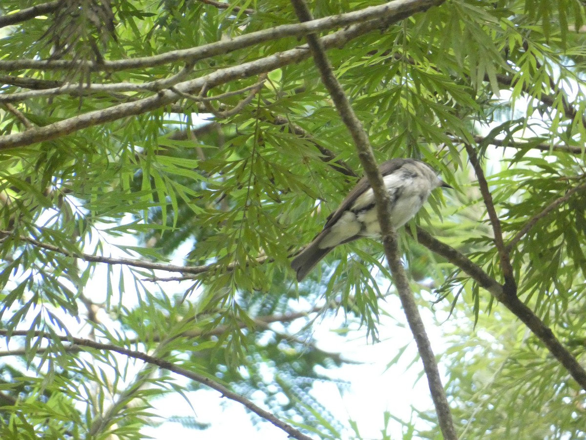 Malabar Woodshrike - ML638936180