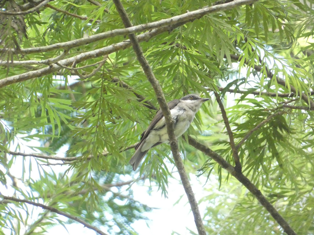 Malabar Woodshrike - ML638936181