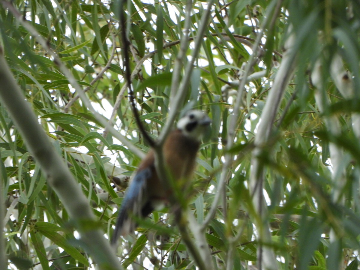 Eurasian Jay - ML638936194