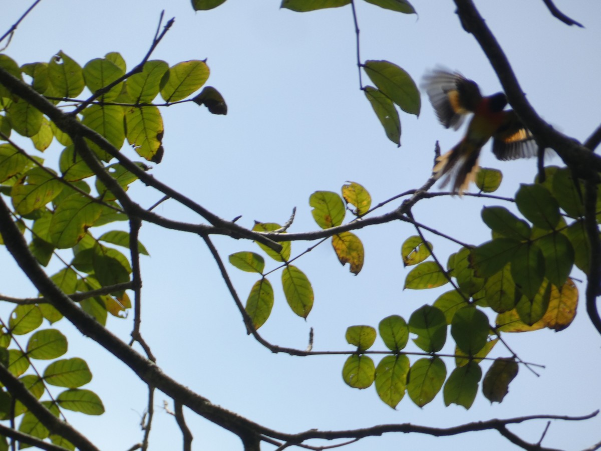 Minivet Chico - ML638936198