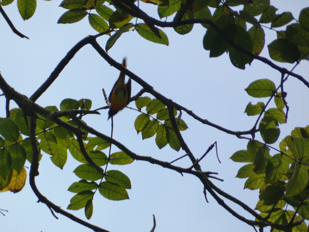 Minivet Chico - ML638936199
