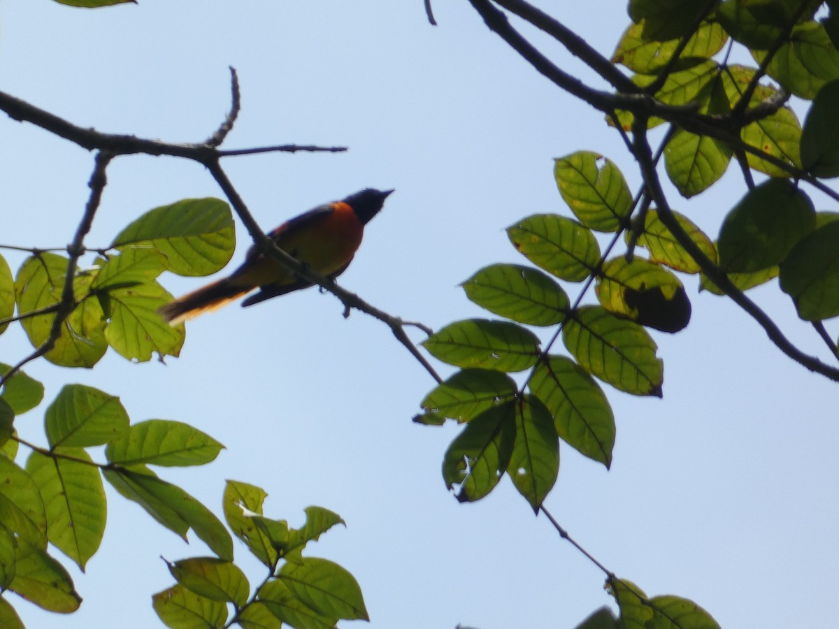 Minivet Chico - ML638936204