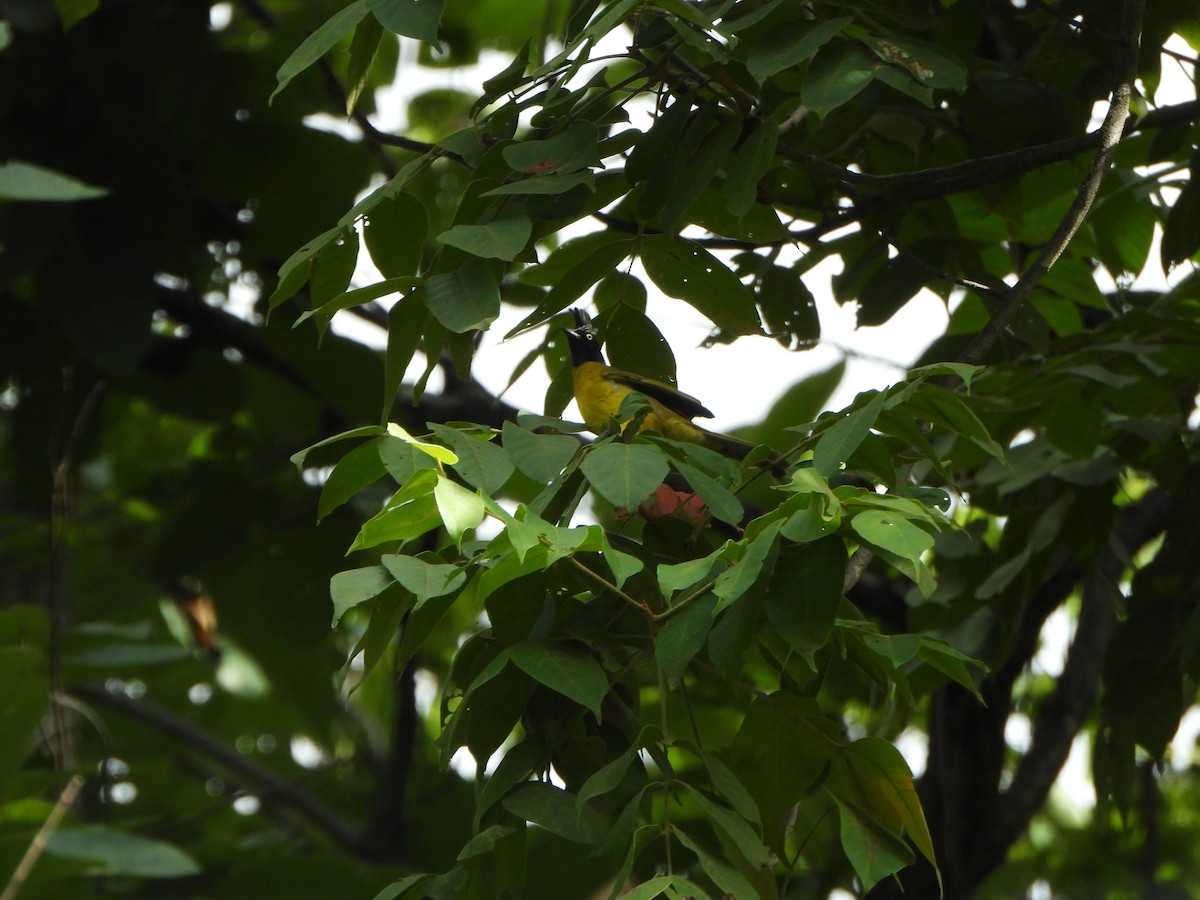 Black-crested Bulbul - ML638936205