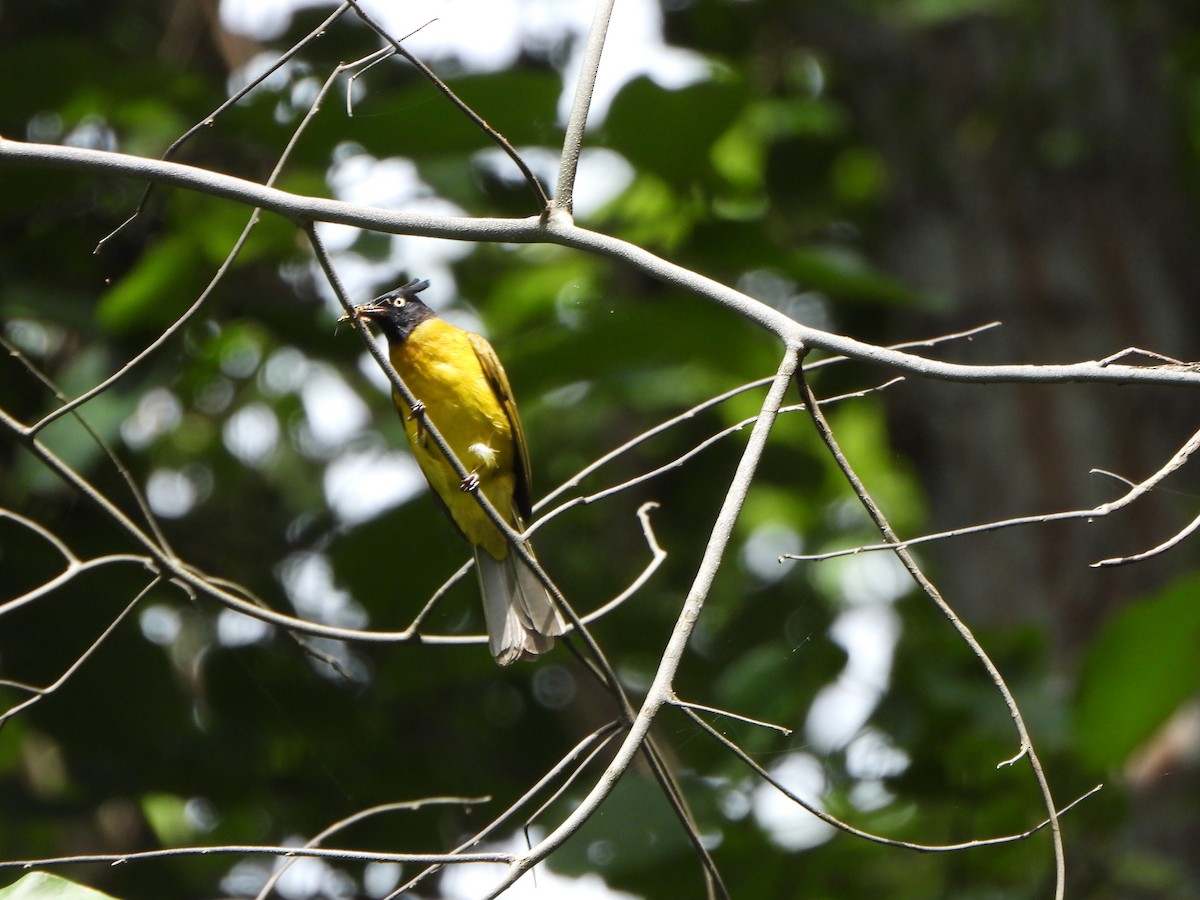 Black-crested Bulbul - ML638936212