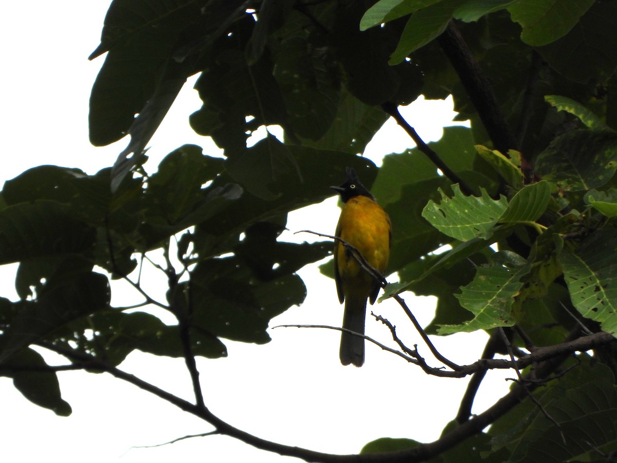 Black-crested Bulbul - ML638936213