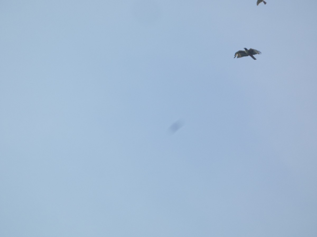 Águila Ventrirroja - ML638936214