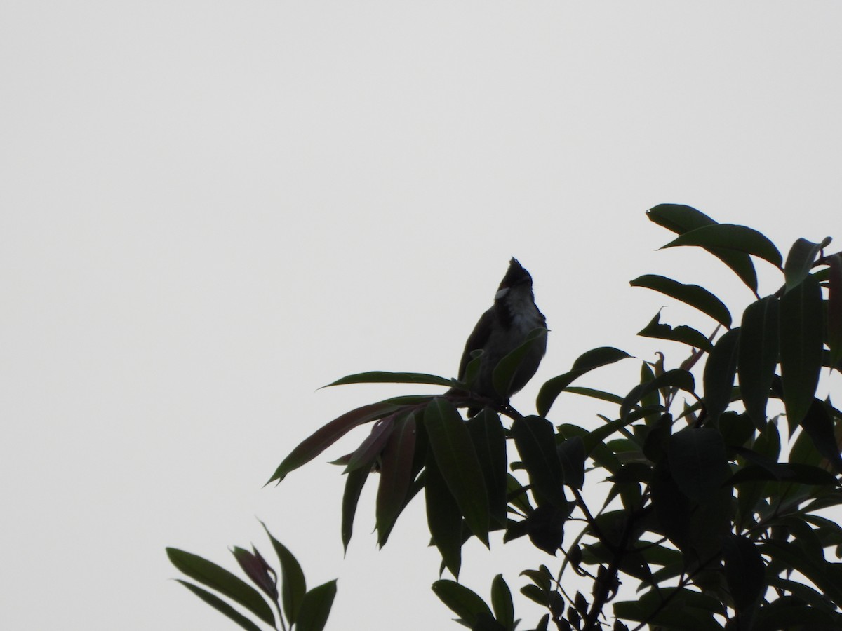 Red-whiskered Bulbul - ML638936219