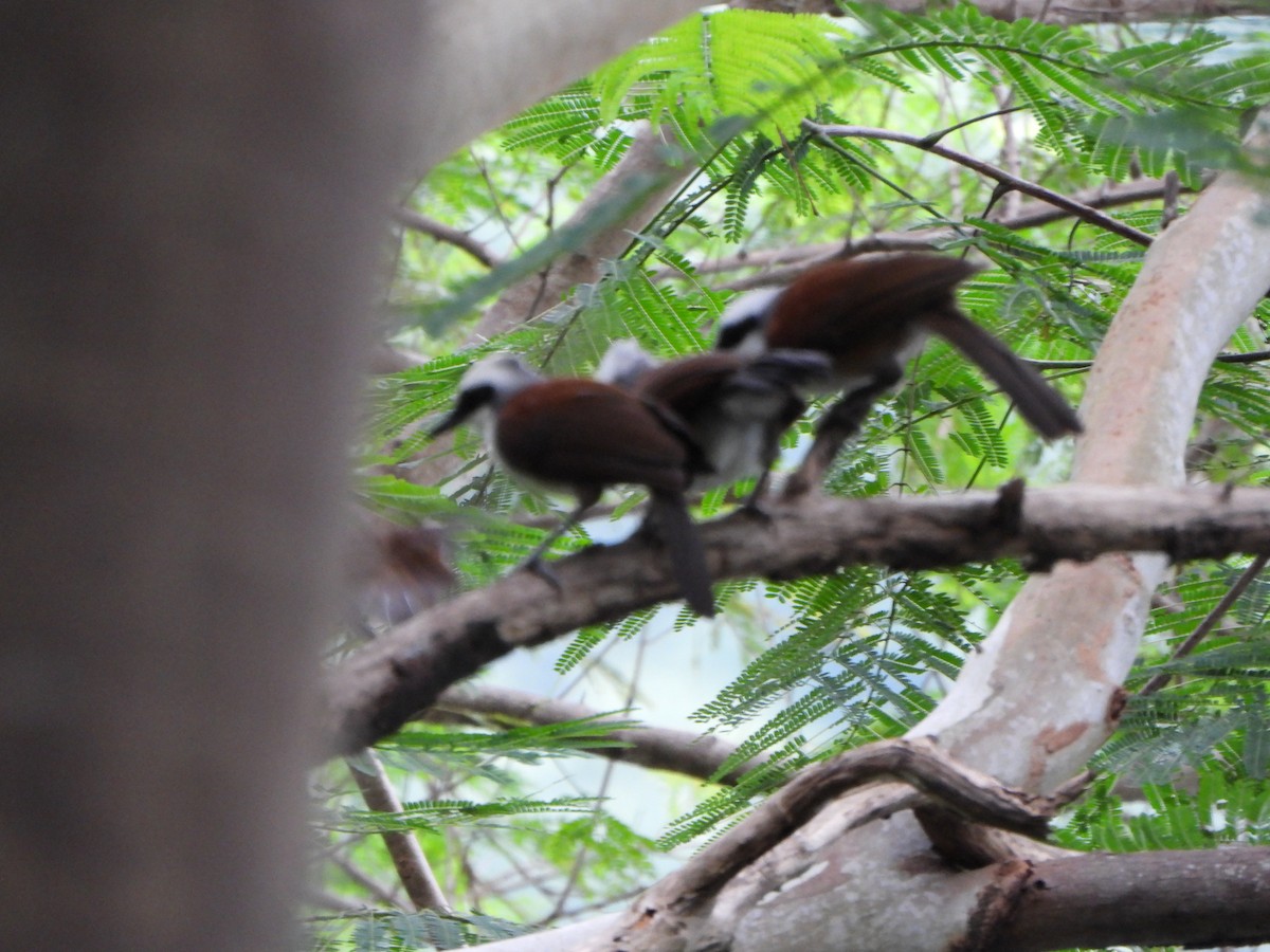 White-crested Laughingthrush - ML638936223