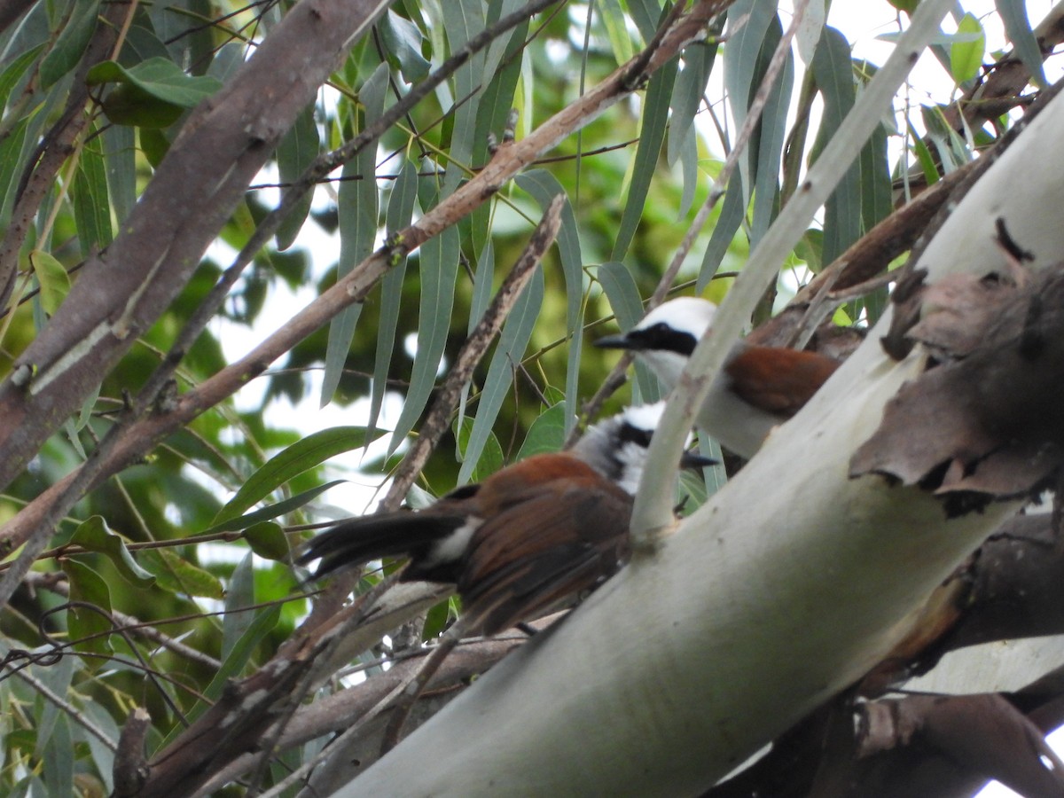White-crested Laughingthrush - ML638936224