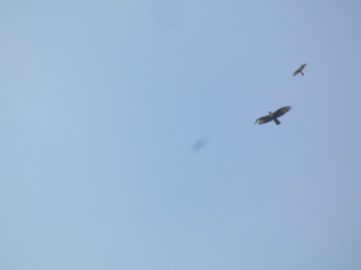 Águila Ventrirroja - ML638936225