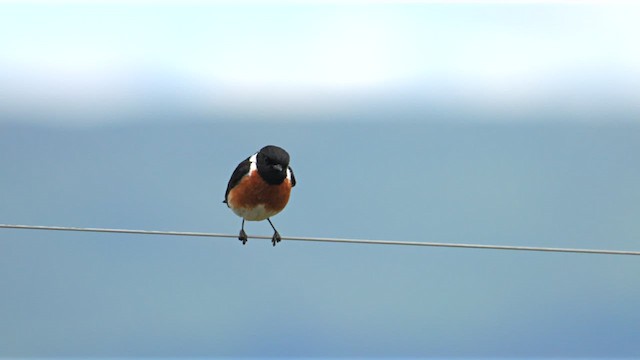 African Stonechat (African) - ML638936226