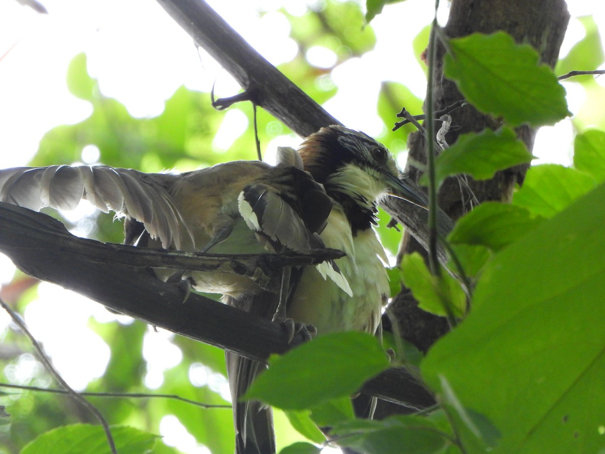 Greater Necklaced Laughingthrush - ML638936229