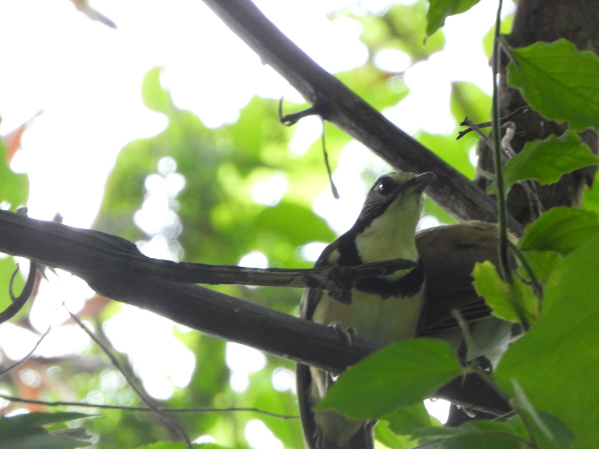 Greater Necklaced Laughingthrush - ML638936230