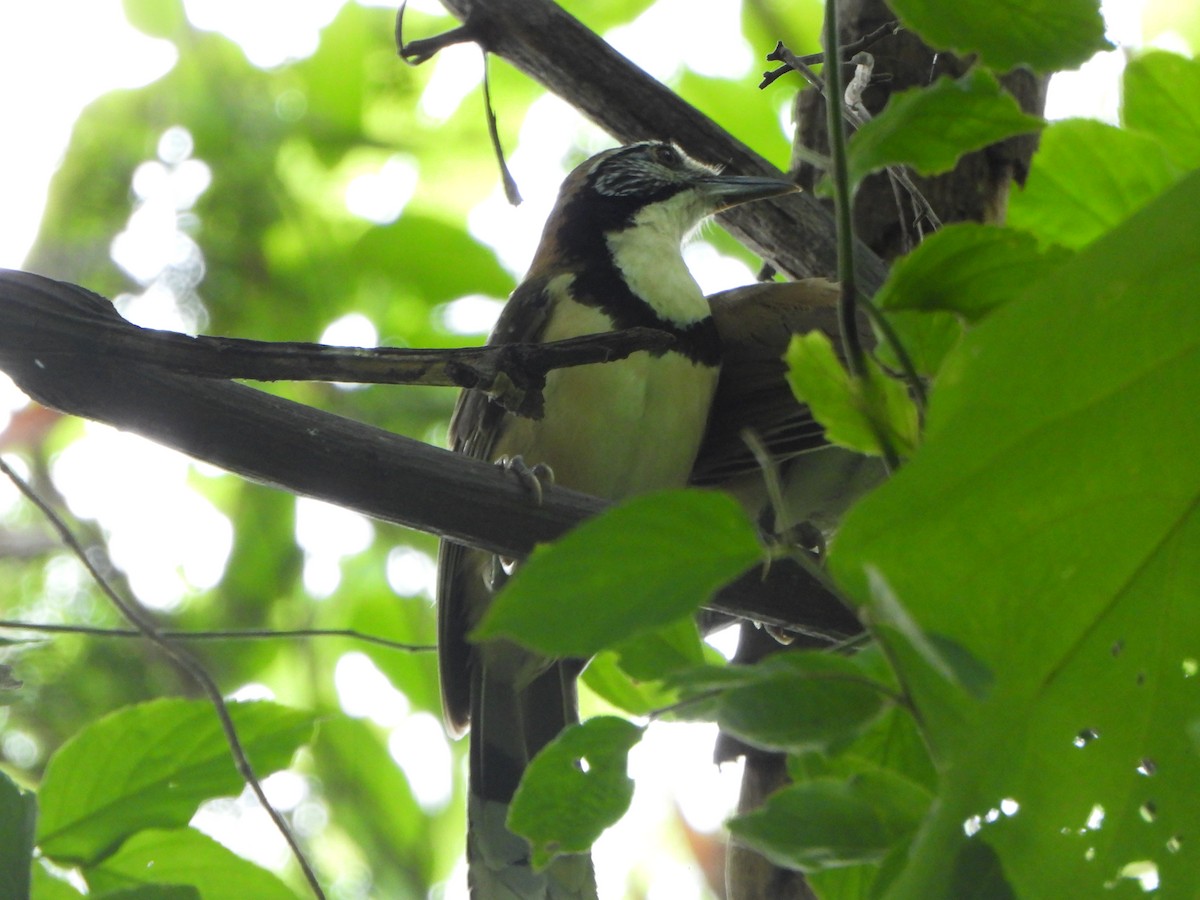 Greater Necklaced Laughingthrush - ML638936237