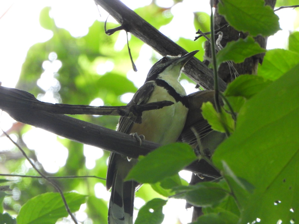 Greater Necklaced Laughingthrush - ML638936240